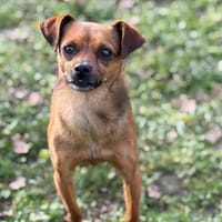 Cruise CAA14434, chien à adopter