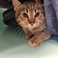 COOKIE, chatte à adopter