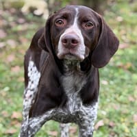 Sky CAA14432, chien à adopter