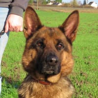 DJESI DIT LEDI, chienne à adopter