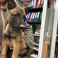 MOKA, chienne à adopter