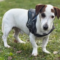 Milo CAA14426, chien à adopter