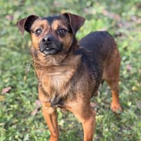 Clint CAA14433, chien à adopter