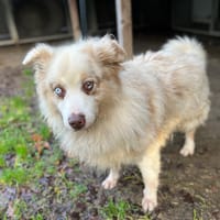 NACHO, chien à adopter