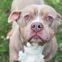 Ricky CAA14431, chien à adopter