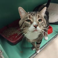 confetti pab28355, chat à adopter