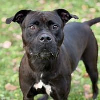 Ghinzu CAA14430, chienne à adopter