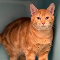 Bambou CAB4593, chat à adopter