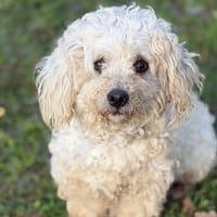 Michel CAA14436, chien à adopter