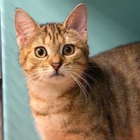 Pétale CAB4592, chatte à adopter