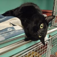 lutin pab28353, chat à adopter