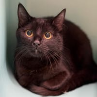 Orchidée Cab4948, chatte à adopter