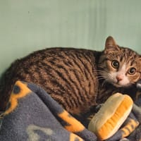 GRANOLA, chat à adopter