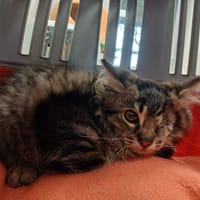 Chaton, chat à adopter
