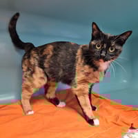 VALKA, chatte à adopter