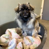 Aron, chien à adopter