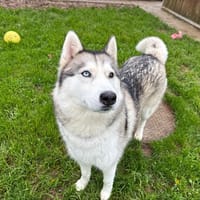 PUMA, chien à adopter