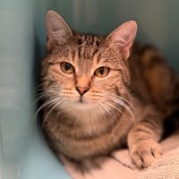 Gaby CAB4597, chatte à adopter