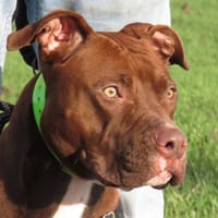 MIA, chienne à adopter