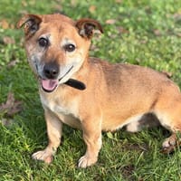 Ketchup CAA14435, chien à adopter