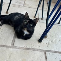 nikita pab28391, chatte à adopter