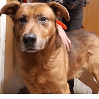 Tyzon, chien à adopter