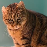 Alya CAB4871, chatte à adopter