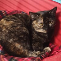 maya, chatte à adopter