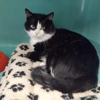 kader pab28349, chat à adopter