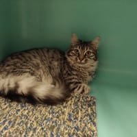 magic pab28344, chatte à adopter