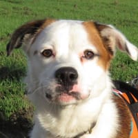 ATTAL, chien à adopter