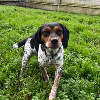 CHOUPY, chienne à adopter