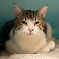 Marin CAB4596, chat à adopter