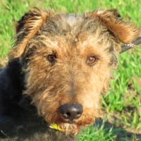 BAN, chien à adopter