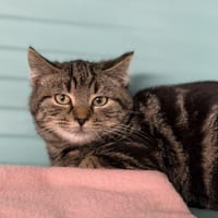 Assya CAB4949, chatte à adopter