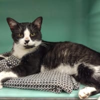 OPERA PAB28319, chat à adopter