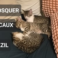 Azil, chat à adopter