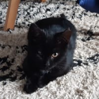 LILY, chatte à adopter