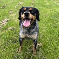 KARA, chienne à adopter