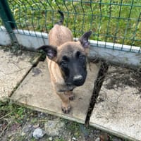 Cosmo, chien à adopter