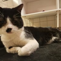 PETER, chat à adopter