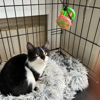 Aston pab28390, chat à adopter