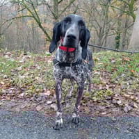 Mimosa, chienne à adopter