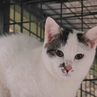 GUIZMO, chat à adopter