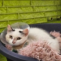PIPO, chatte à adopter