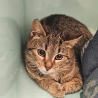 PRALINE, chatte à adopter