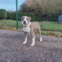 HADES, chien à adopter