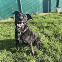 MARLEY, chien à adopter