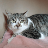 APACHE, chat à adopter