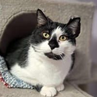 Minou, chat à adopter